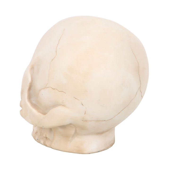 Skull Ornament with Snake, image 4 of 5